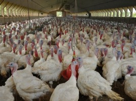 Geeignetes Anschlagsziel für Tierschützer? Puten im Stall. FOTO: Peta